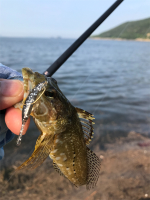 小魚根魚五目