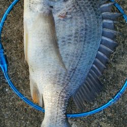 『釣りデビュー(^^)』199日目