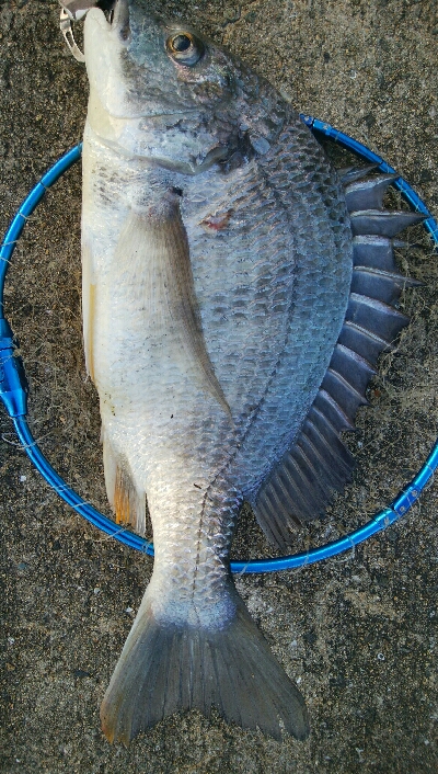 『釣りデビュー(^^)』199日目