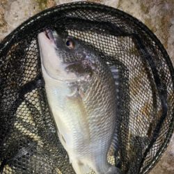 チニング 目標は時速10匹