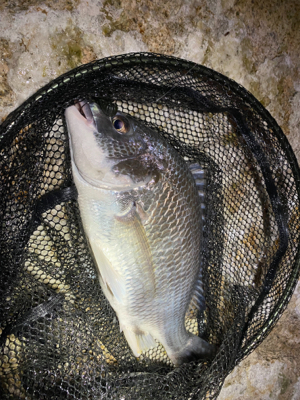 チニング 目標は時速10匹