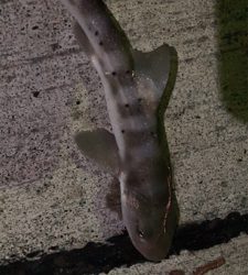 まったり投げ釣り