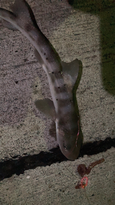 まったり投げ釣り