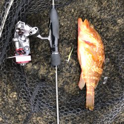 2021 佐渡ヶ島ライトゲーム