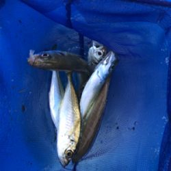 ショゴ、ワカシ、アジおまけでイカ