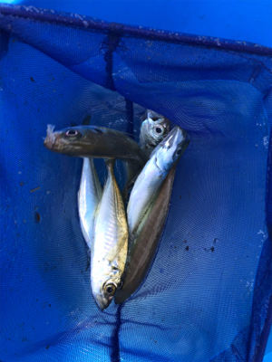 ショゴ、ワカシ、アジおまけでイカ