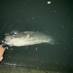 ⭐︎久しぶりのシーバス