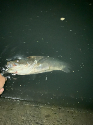 ⭐︎久しぶりのシーバス