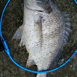 『釣りデビュー(^^)』祝200日目