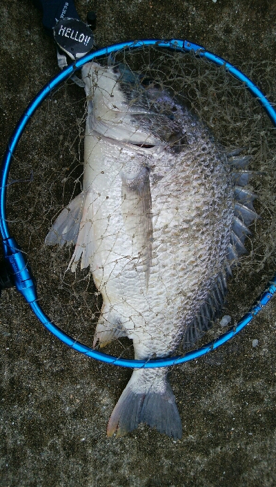 『釣りデビュー(^^)』祝200日目