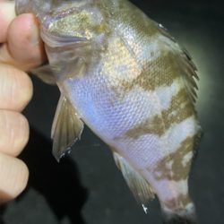 メバルまだ釣れてます