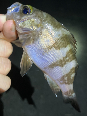 メバルまだ釣れてます