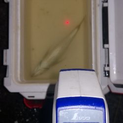 アジング練習　308　