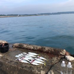 ワカシ釣れてます