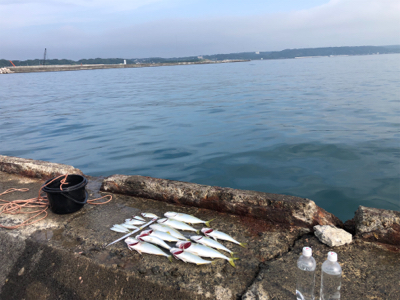 ワカシ釣れてます