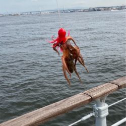 鯖すら居なく。蛸散歩切り替え2杯。。