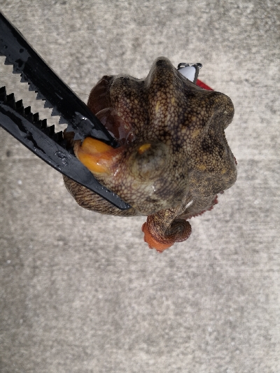 オクトパッシング