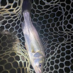 淀川ブリームゲーム