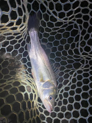 淀川ブリームゲーム