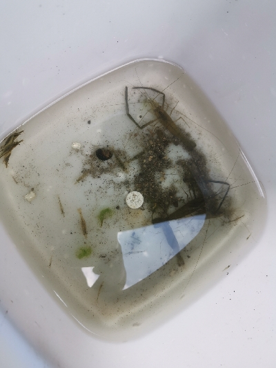 穴釣で2本ヒット