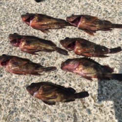 サビキと穴釣り