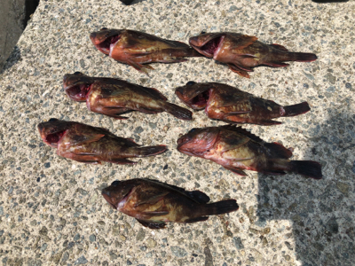 サビキと穴釣り