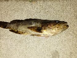 タケノコメバル