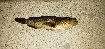 タケノコメバル