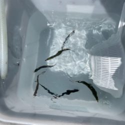 大島でマグカツ