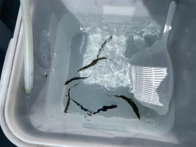 大島でマグカツ