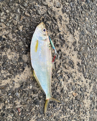 トップでだしたかったー。