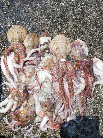 オクトパッシング