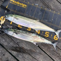 今日は福井遠征