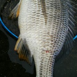 『釣りデビュー☆』202日目