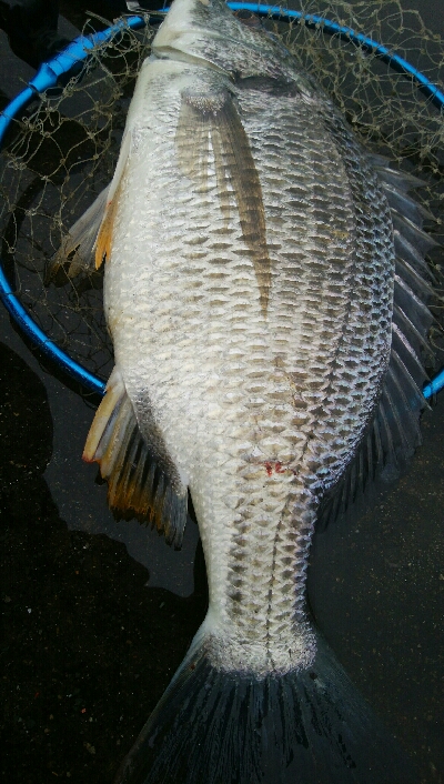 『釣りデビュー☆』202日目