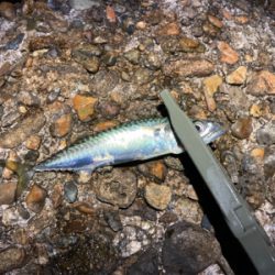 フロート　サバング