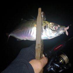 アジング練習　309