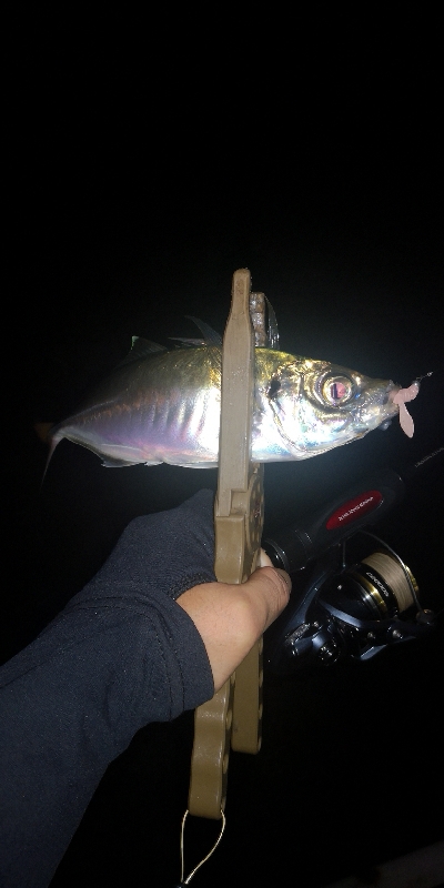 アジング練習　309