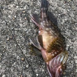 がっしーだけ。