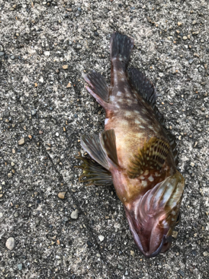 がっしーだけ。