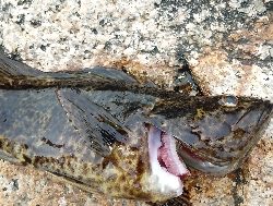 まさかの巨メバル