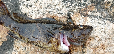 まさかの巨メバル