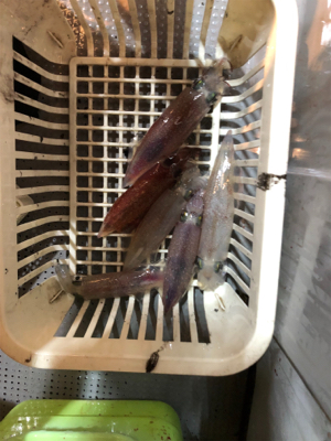 グランブルー　竹野沖　白イカ釣行