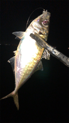 仕事帰りのアジングナイト