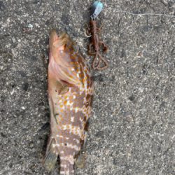 ベイト多すぎて、、。