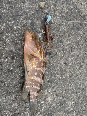 ベイト多すぎて、、。