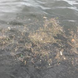 中々の強風に蛸散歩辛し。。