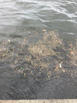 中々の強風に蛸散歩辛し。。