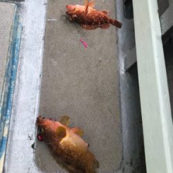 まさかのビック鯛