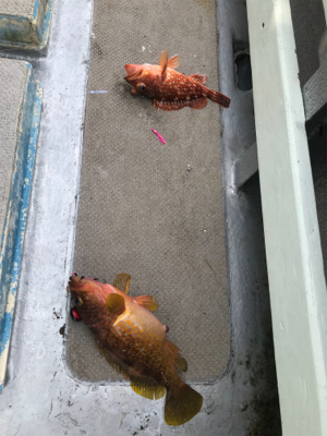 まさかのビック鯛